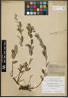 Foto von Salix repens subsp. repens L.